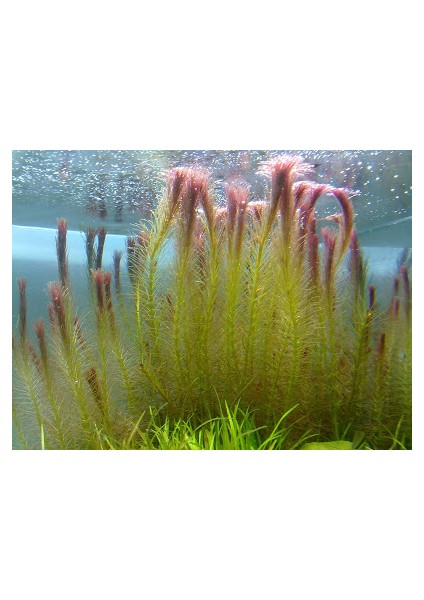 Akvaryumbitkileri Rotala Wallichii 1 Bağ Akvaryum Bitkisi 5 Kök