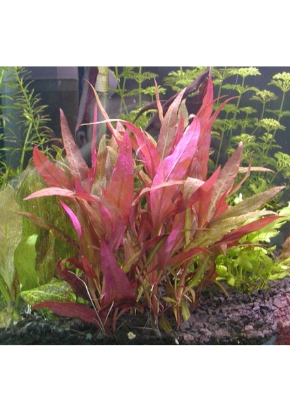 Rotala İndica Greenrotala İndica Green 1 Bağ Akvaryum Bitkisi 5 Kök fiyatları