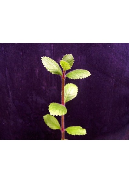 Hygrophila Difformis (Çınar)Hygrophila Difformis (Çınar) 1 Kök Akvaryum Bitkisi