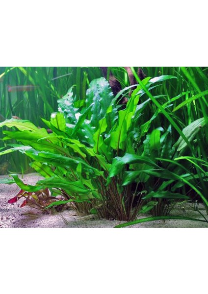 Cryptocoryne Wendtii ' Greencryptocoryne Wendtii ' Green ' 1 Bağ Akvaryum Bitkisi 3 kök