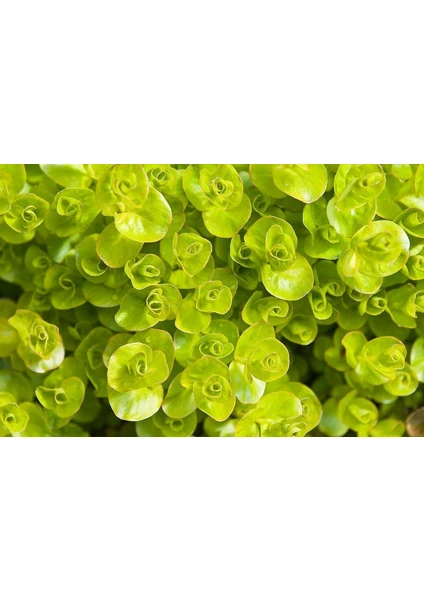 Lysimachia Nummularia Greenlysimachia Nummularia Green (Kokulu) 1 Bağ Akvaryum Bitkisi 5 Kök