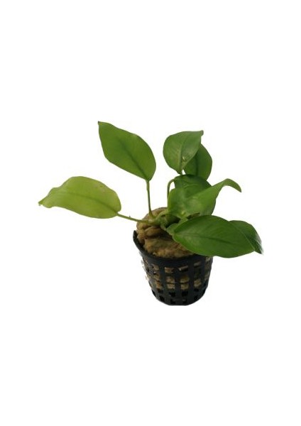 Anubias Congensisanubias Congensis Akvaryum Bitkisi 3-4 Yapraklı fiyatları