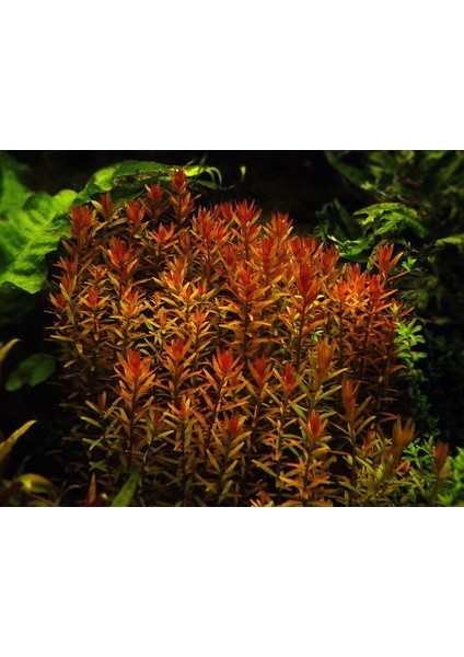 Rotala Rotundifolia Redrotala Rotundifolia Red 1 Bağ Akvaryum Bitkisi - 5 Kök