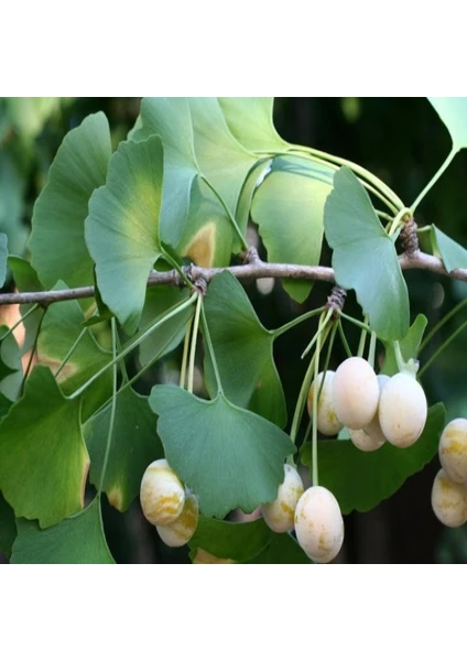 E-Fidancim Tüplü Şifalı Mabet Ağacı Ginkgo Biloba Ağacı Fidanı