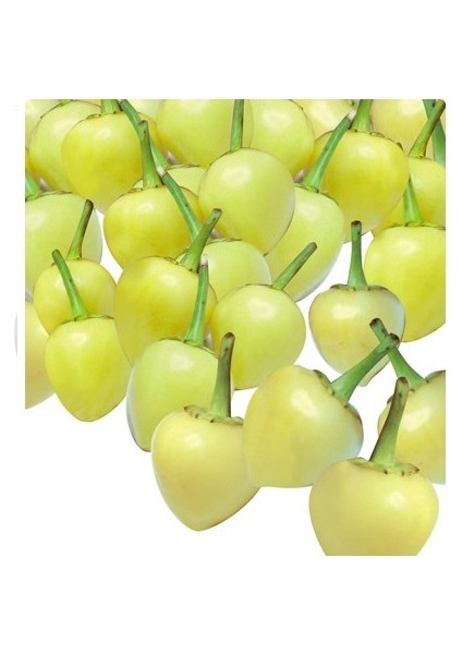 Biberiye Tohumu 10+ Tohum