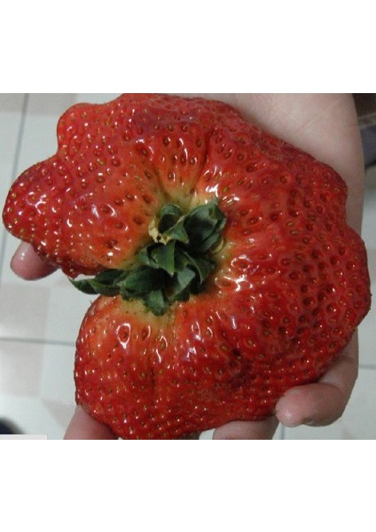 Ispanak Tohumu 25+ Tohum