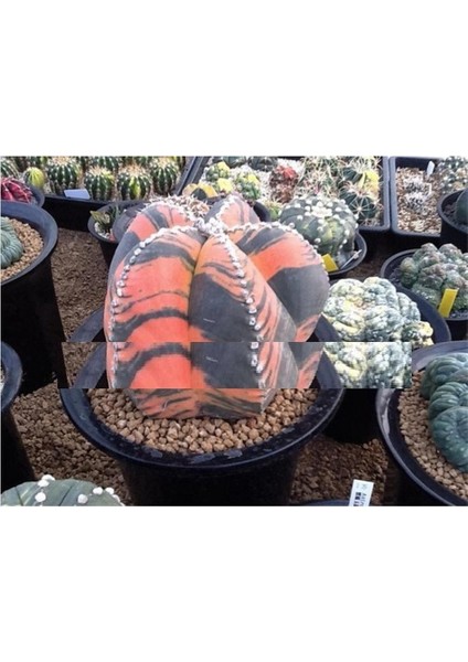 Kabuto Kaktüs Tohumları 10+ Tohum