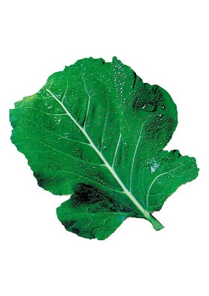 Kara Lahana (Karadeniz) Tohumu 10+ Tohum