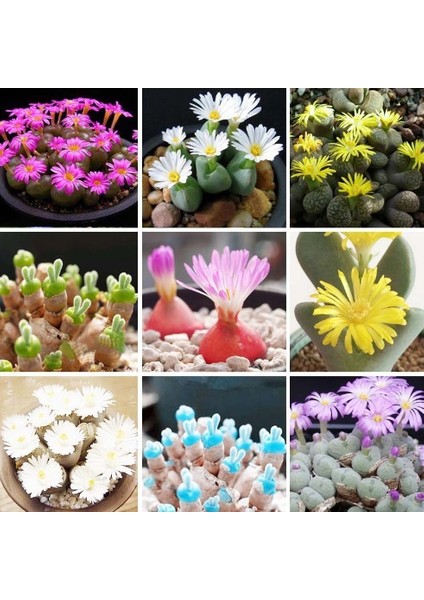 Karışık Lithops Mini Mini Kaktüs Tohumu 10+ Tohum