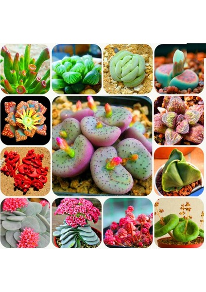 Karışık Sempervivum Kaktüs Tohumu 10+ Tohum
