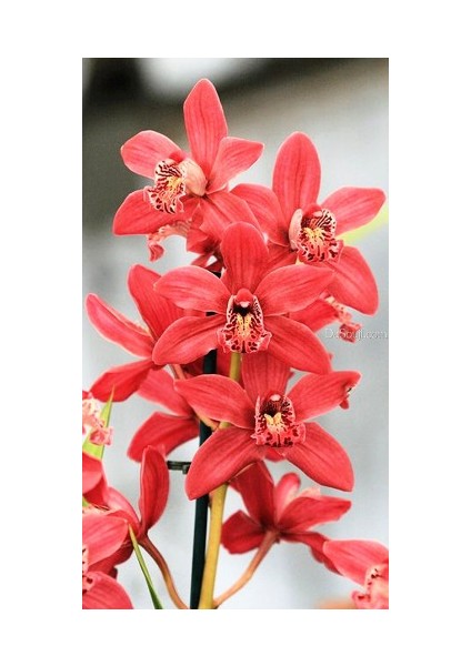 Tohum Diyarı Kırmızı Cymbidium Orkide Tohumu 10+ Tohum