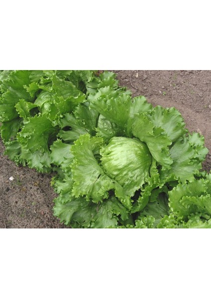 Kıvırcık Göbekli Marul Tohumu 20+ Tohum