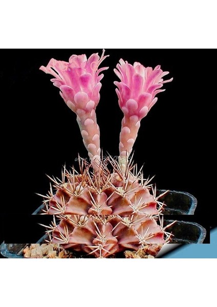 Lithops Pseudotruncatella Pembe Kaktüs Tohumu 10+ Tohum