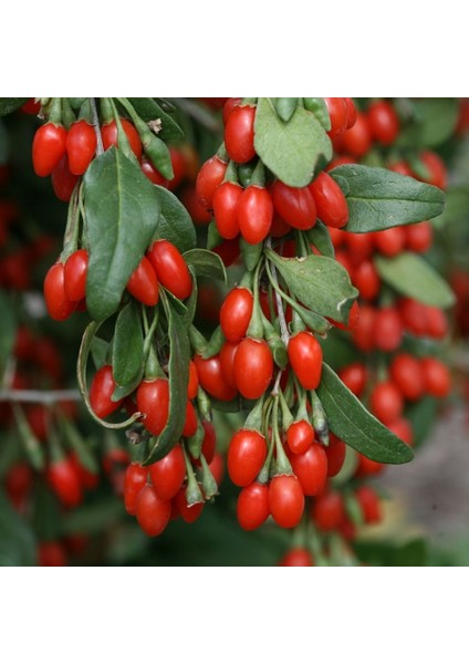 Organik Goji Berry Kurt Üzümü Tohumu 10+ Tohum