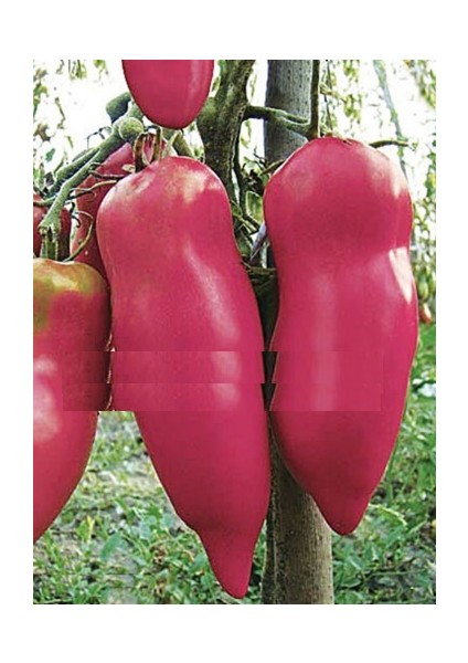 Pembe Biber Görünümlü Domates Tohumu 10+ Tohum