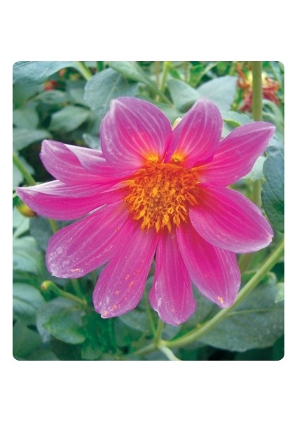 Pembe Dahlia Çiçeği Tohumu 10+ Tohum