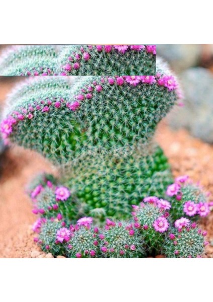 Tohum Diyarı Peri Succulents Pembe Çiçekli Kaktüs Tohumu 10 Tohum