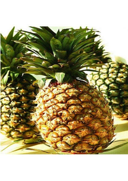 Saksılık Tropik Ananas Tohumu 10 Tohum