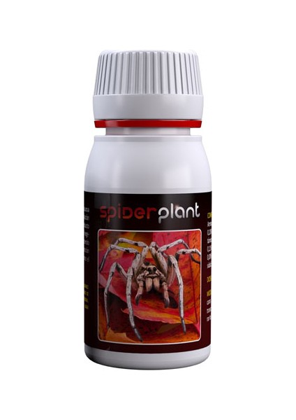 Spider Plant 60 ml