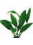 Anubias Congensisanubias Congensis Akvaryum Bitkisi 3-4 Yapraklı 1