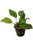 Anubias Congensisanubias Congensis Akvaryum Bitkisi 3-4 Yapraklı 2