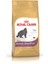 British Shorthair 400 Gr. 1