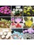 Karışık Lithops Mini Mini Kaktüs Tohumu 10+ Tohum 1