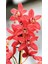 Tohum Diyarı Kırmızı Cymbidium Orkide Tohumu 10+ Tohum 1