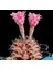 Lithops Pseudotruncatella Pembe Kaktüs Tohumu 10+ Tohum 1