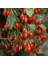 Organik Goji Berry Kurt Üzümü Tohumu 10+ Tohum 1