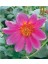 Pembe Dahlia Çiçeği Tohumu 10+ Tohum 1