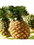 Saksılık Tropik Ananas Tohumu 10 Tohum 1