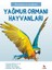 İlk Sorular Ve Cevaplarla:Yağmur Ormanı Hayvanları 1