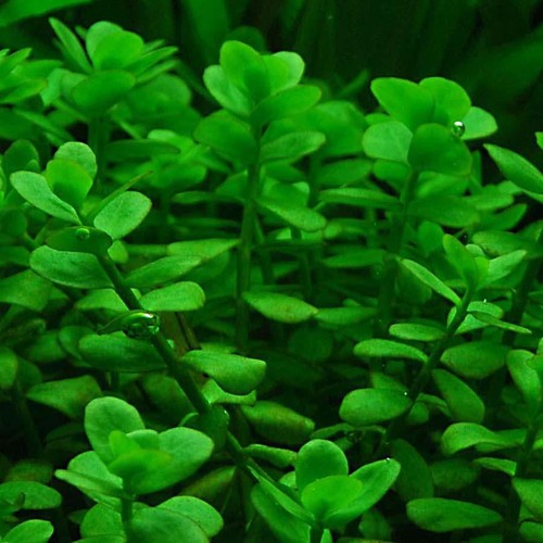 Akvaryumbitkileri Bacopa Monnieri 1 Bağ Akvaryum Bitkisi 5 Kök
