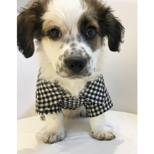 Dogi & Dog Oduncu Köpek GömleğiKöpek Elbisesi, Köpek Fiyatı