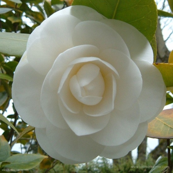 E-Fidancim Beyaz Çiçekli Kamelya Fidanı