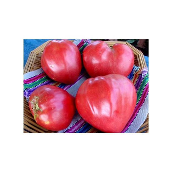 томат сердце хибы