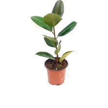 Fidanova Kauçuk Tekli 55- 60 cm