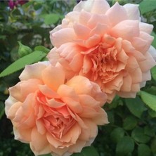 Ada Tarım Gül Fidanı Yediveren Kokulu