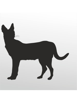 Technopa Folyo Sticker Kedi 119 30 cm Uzunluk Dekoratif Sticker
