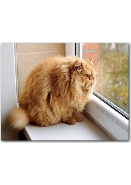 Cakatablo Ahşap Tablo Pencerede Şişman Kedi