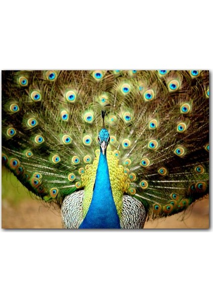 Cakatablo Ahşap Tablo Tavus Kuşu Mavili Yeşilli