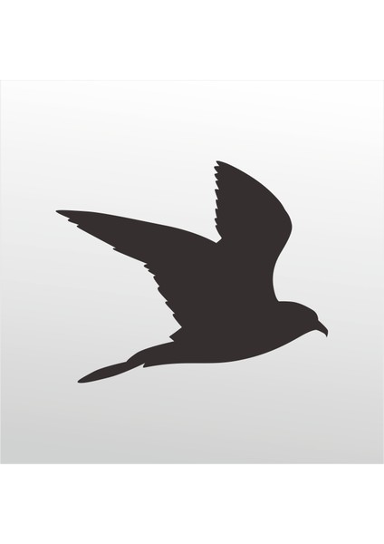 Folyo Sticker Güvercin 101 50 cm Uzunluk Dekoratif Sticker