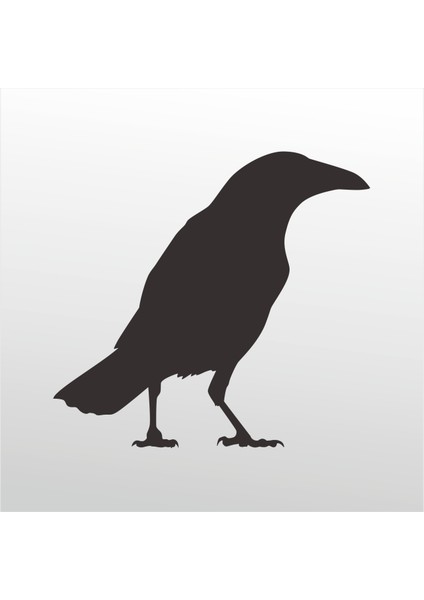 Folyo Sticker Karga 101 160 cm Uzunluk Dekoratif Sticker