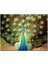 Cakatablo Ahşap Tablo Tavus Kuşu Mavili Yeşilli 1