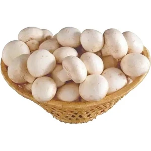 Tarımsal ve Hayvansal Ürünler 100 ml Kültür Mantarı Tohumu (Sıvı Mantar Miseli)