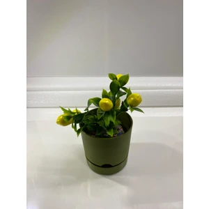 Begonya Yeşil Tabaklı Saksı 12 cm