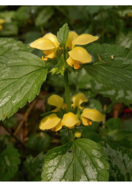 Istanbul Baharat Ballıbaba 2X20 gr modelleri