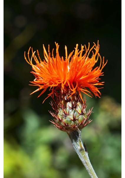 Istanbul Baharat Haspir (Aspir) 2X40 gr fırsatları