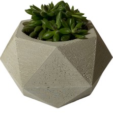 Betoonmood Geometrik 3 Renk Beton Sukulent Saksısı ve Canlı Bitki